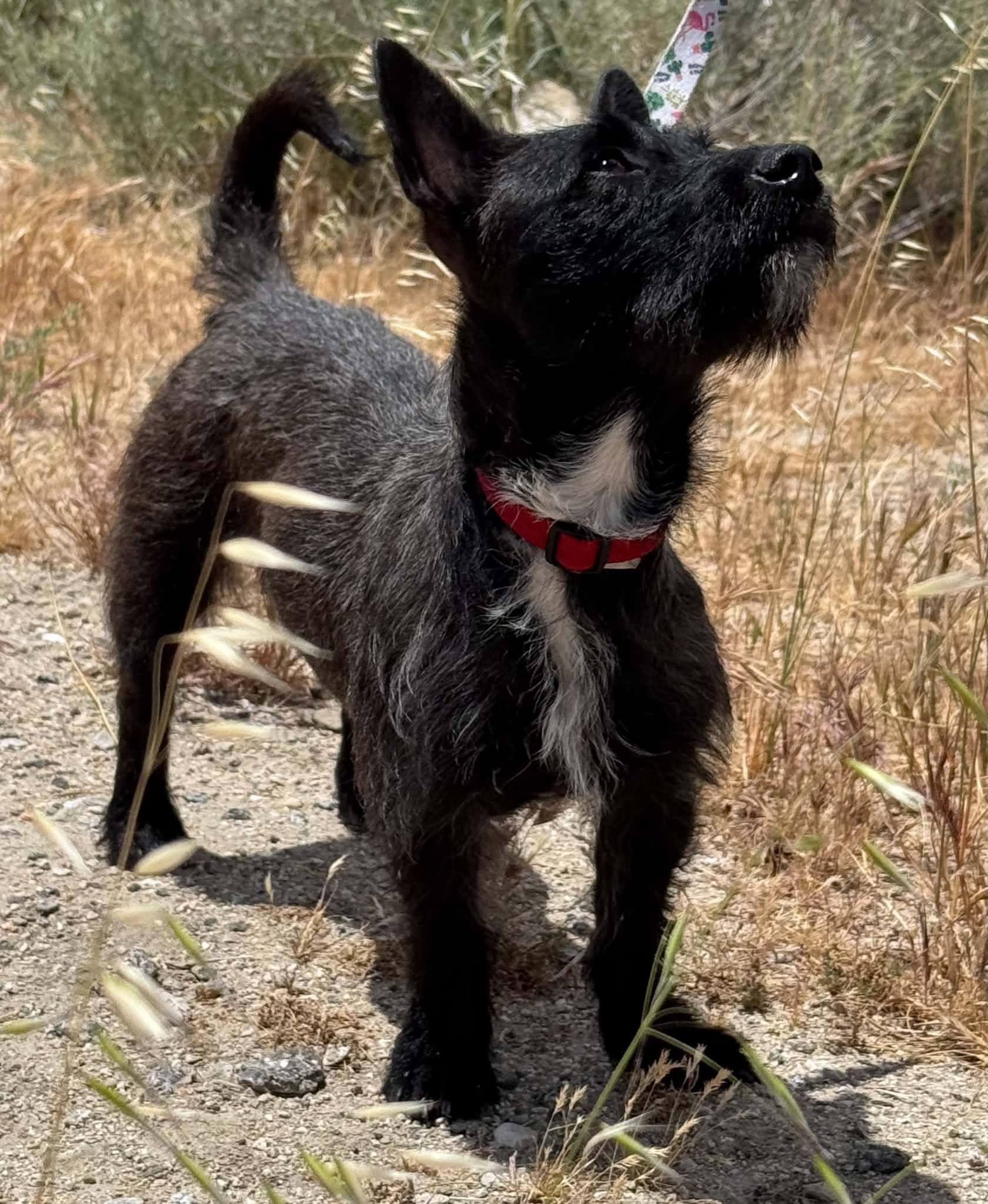 EMBER, an adopted mixed breed in Palmdale, CA image 3/5
