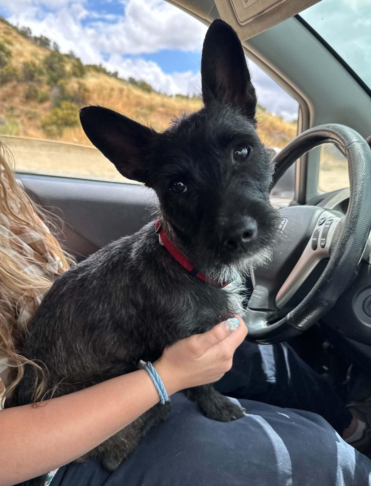 EMBER, an adopted mixed breed in Palmdale, CA image 1/5