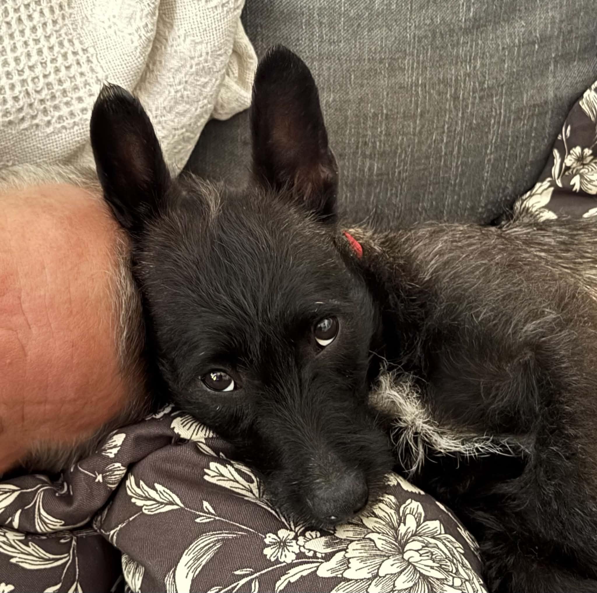 EMBER, an adopted mixed breed in Palmdale, CA image 2/5