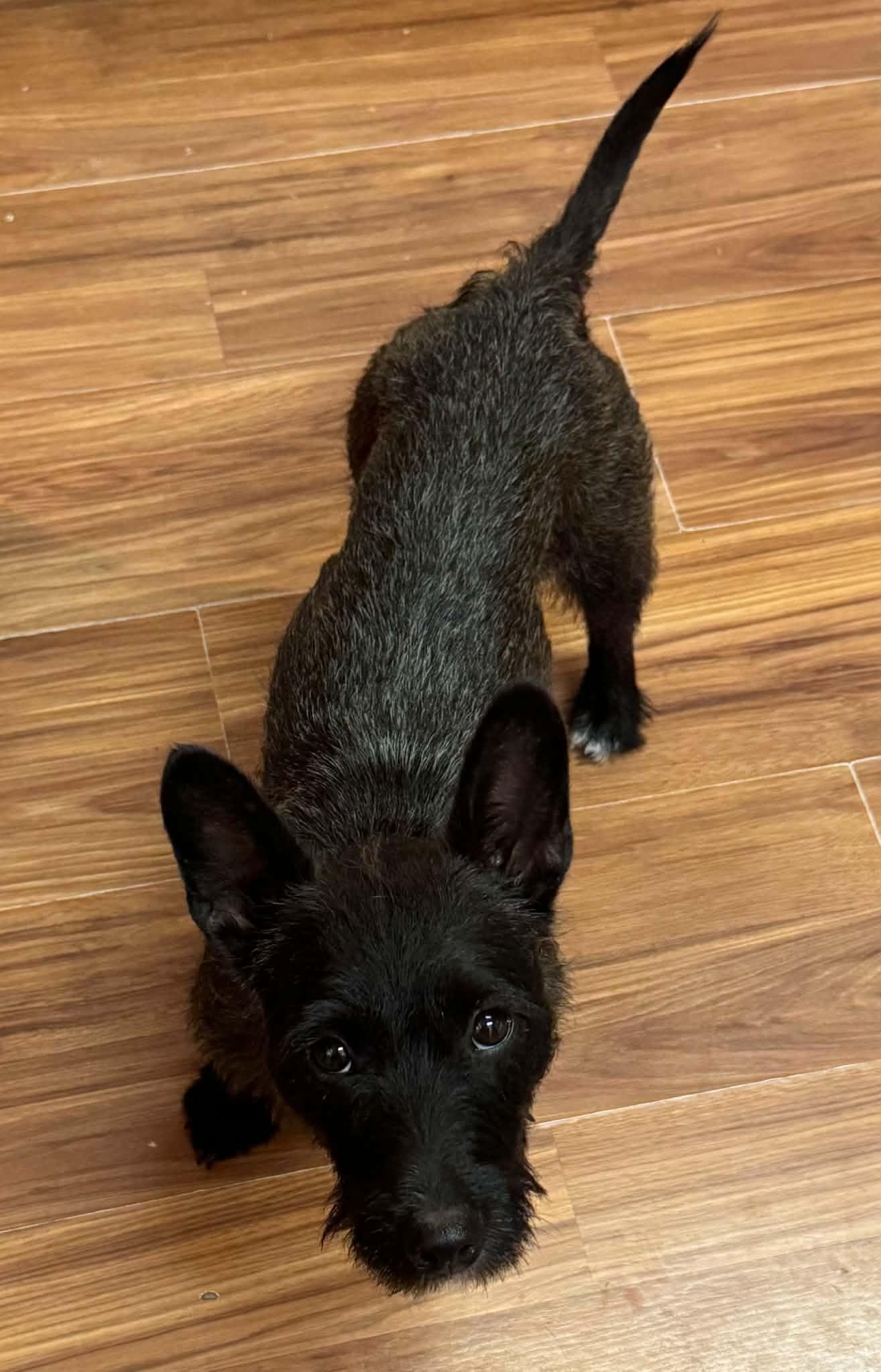 EMBER, an adopted mixed breed in Palmdale, CA image 5/5