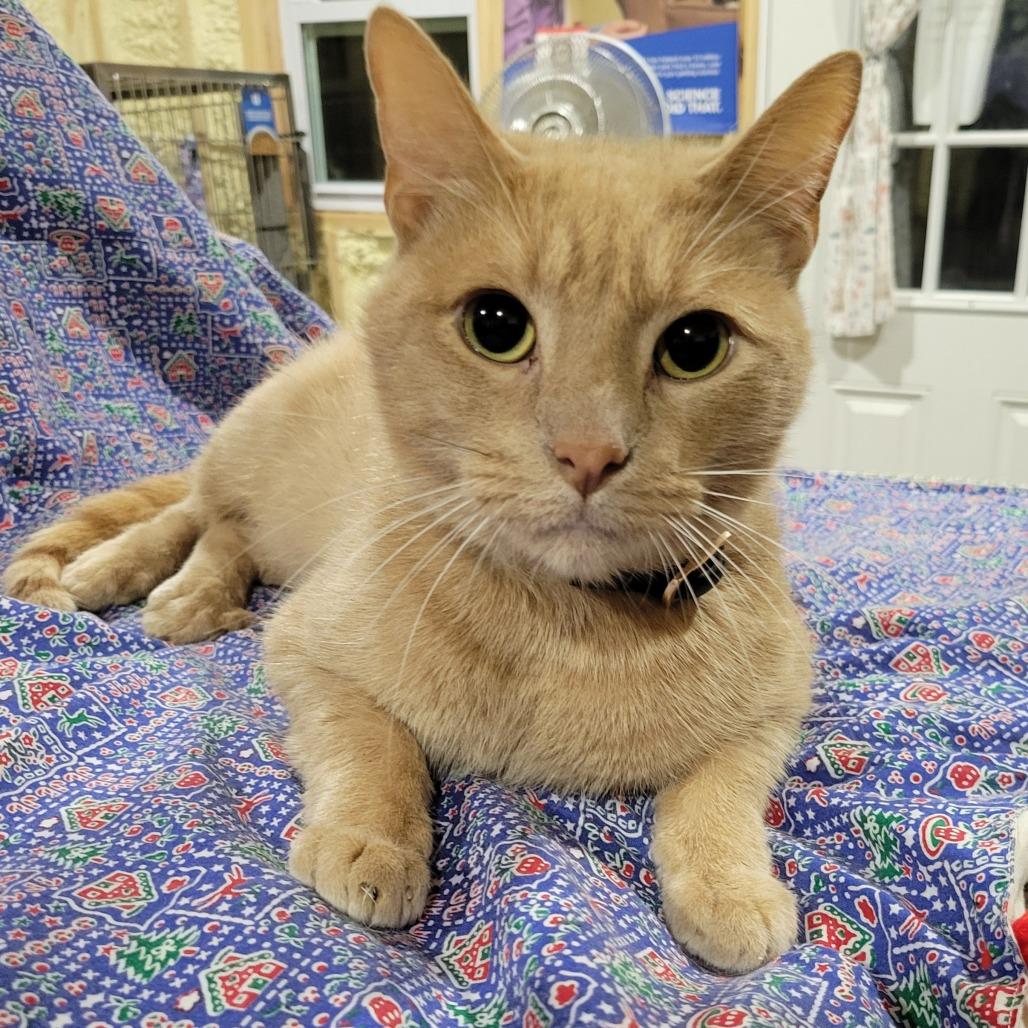 Lemon, a Adoptable Domestic Short Hair in Flower Mound, TX image 2/3