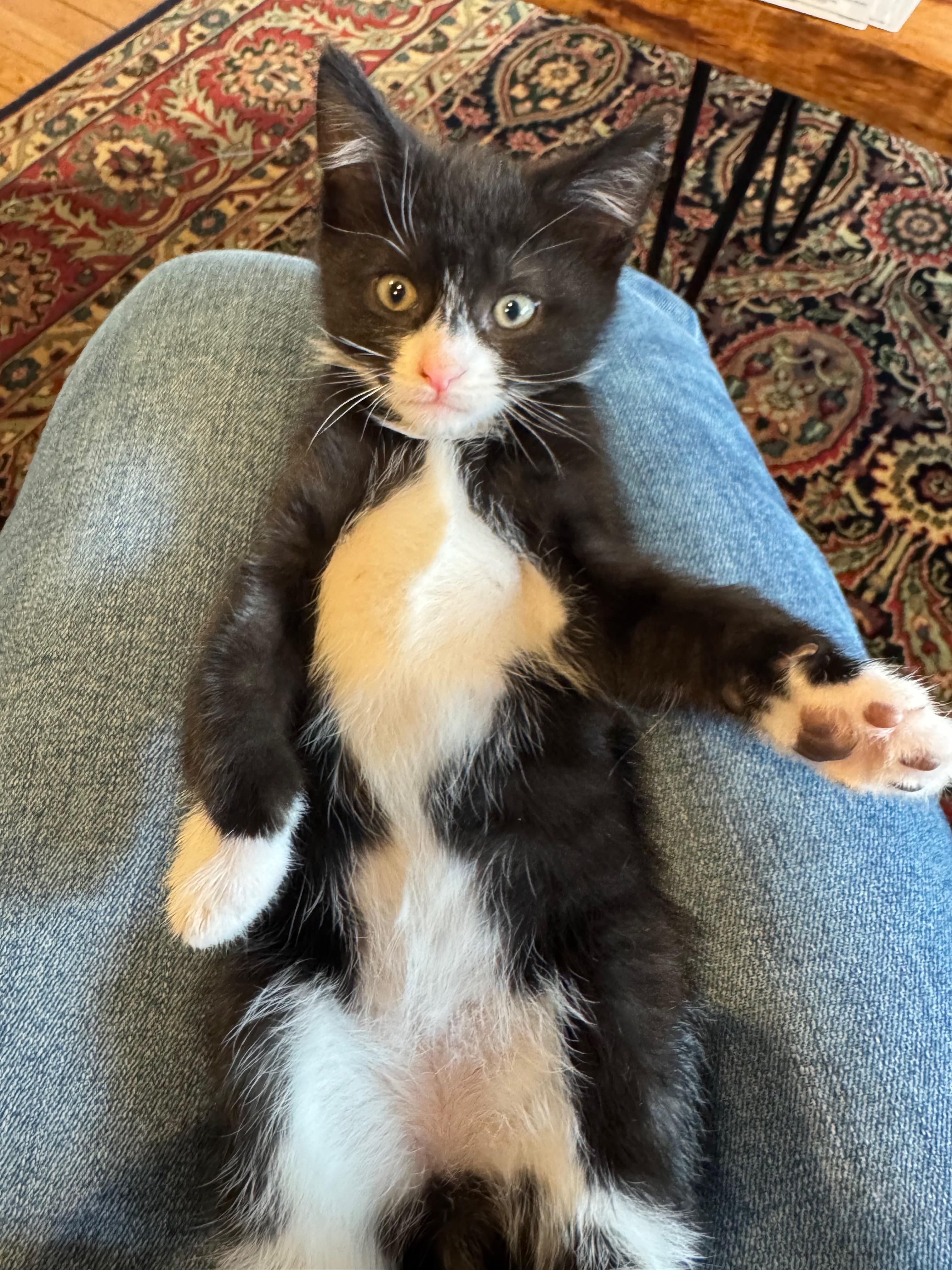 Opie, a ADOPTABLE Domestic Short Hair in Manhasset, NY image 1/4