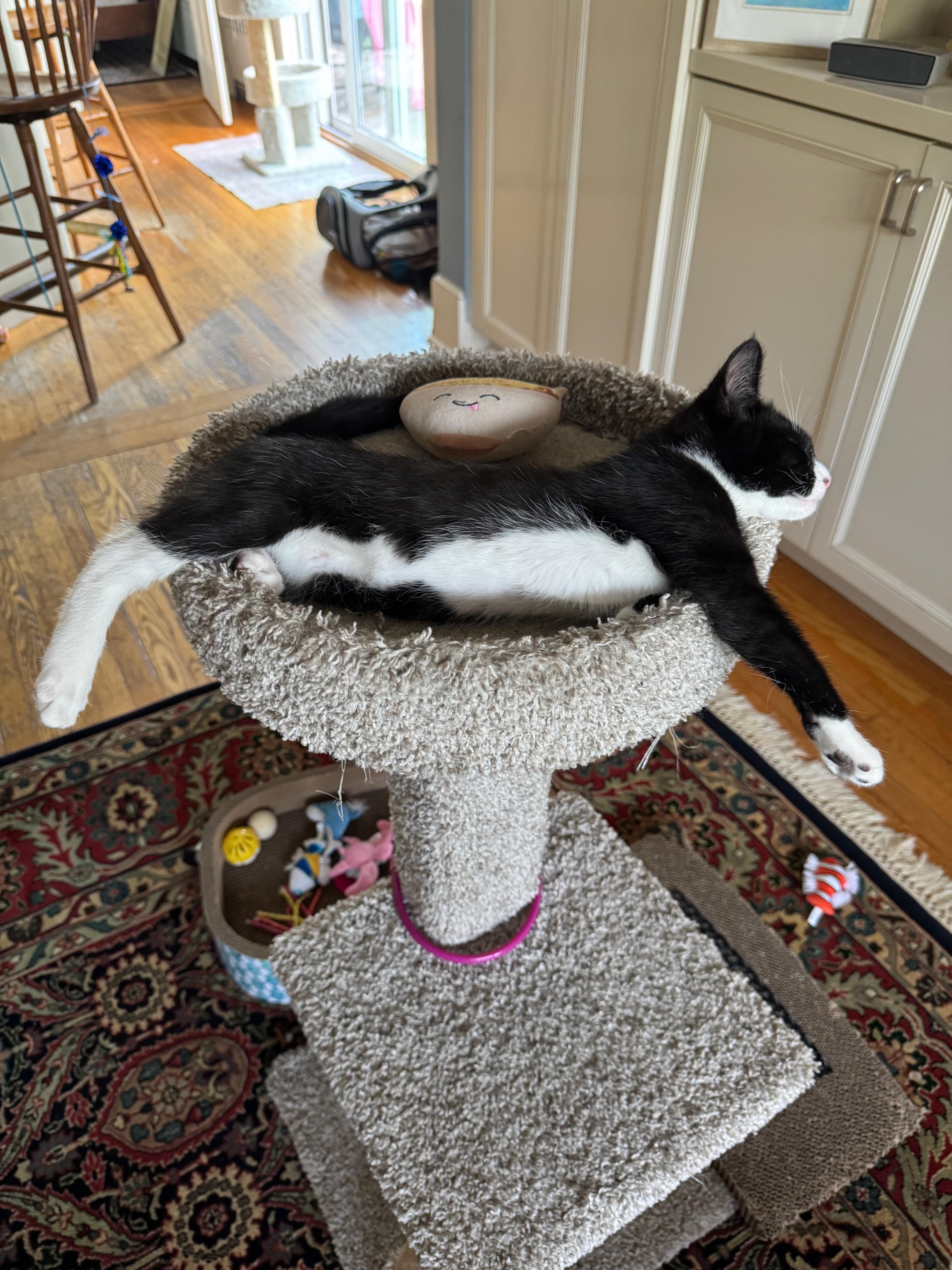 Opie, a ADOPTABLE Domestic Short Hair in Manhasset, NY image 4/4