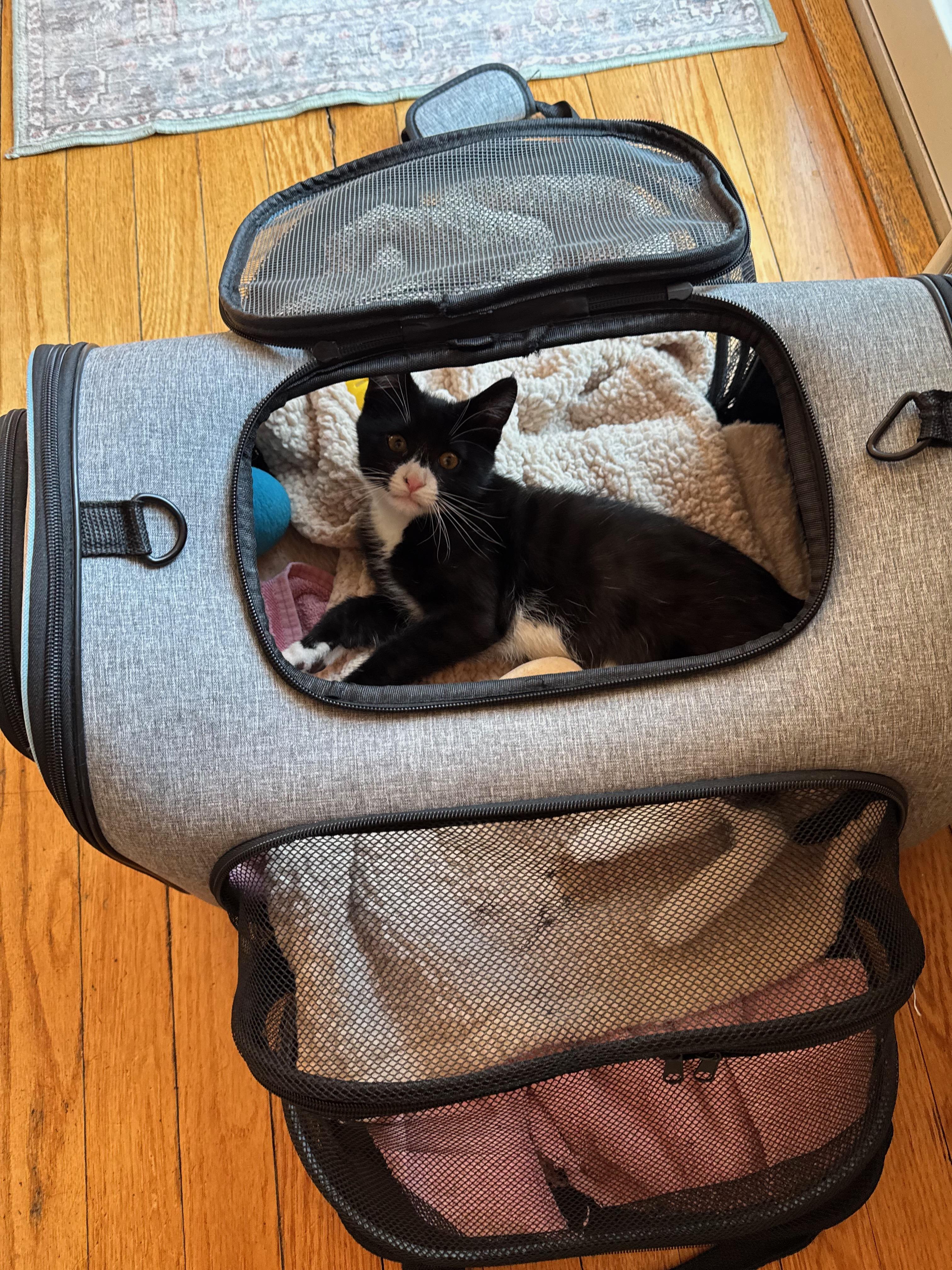 Opie, a ADOPTABLE Domestic Short Hair in Manhasset, NY image 3/4