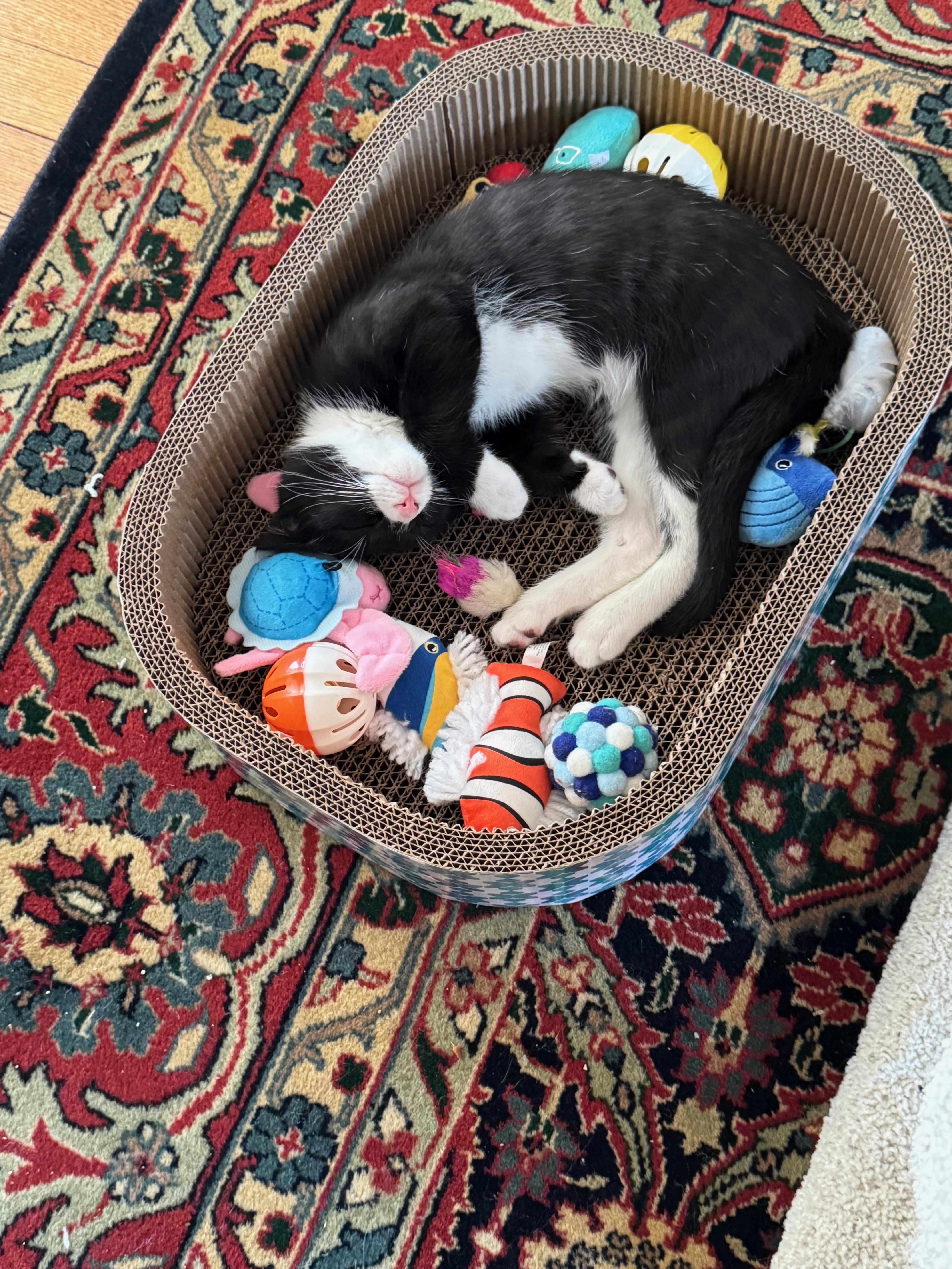 Opie, a ADOPTABLE Domestic Short Hair in Manhasset, NY image 2/4