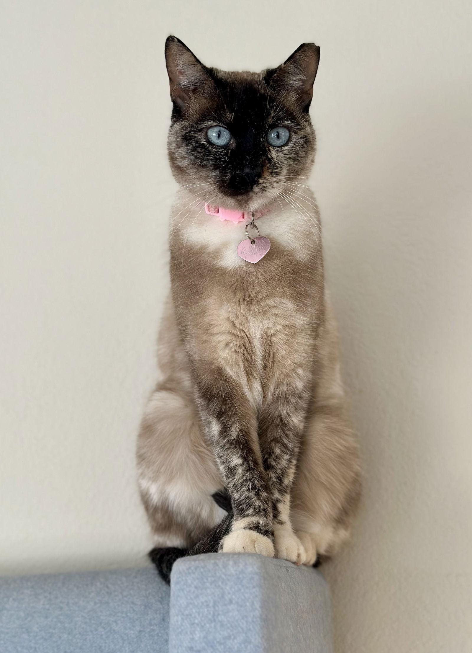 Pixie, Adoptable, Adult Female Domestic Short Hair & Siamese.