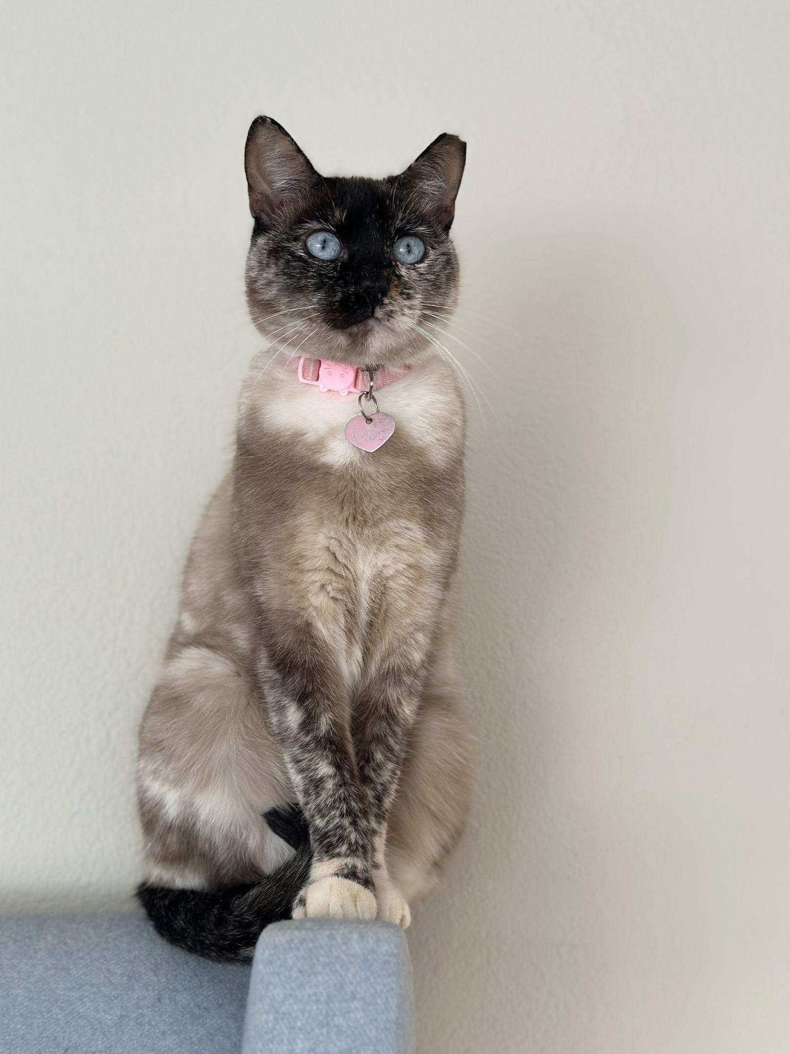 Enlarge Pixie, a Adoptable mixed breed in Long Beach, CA image 2/3