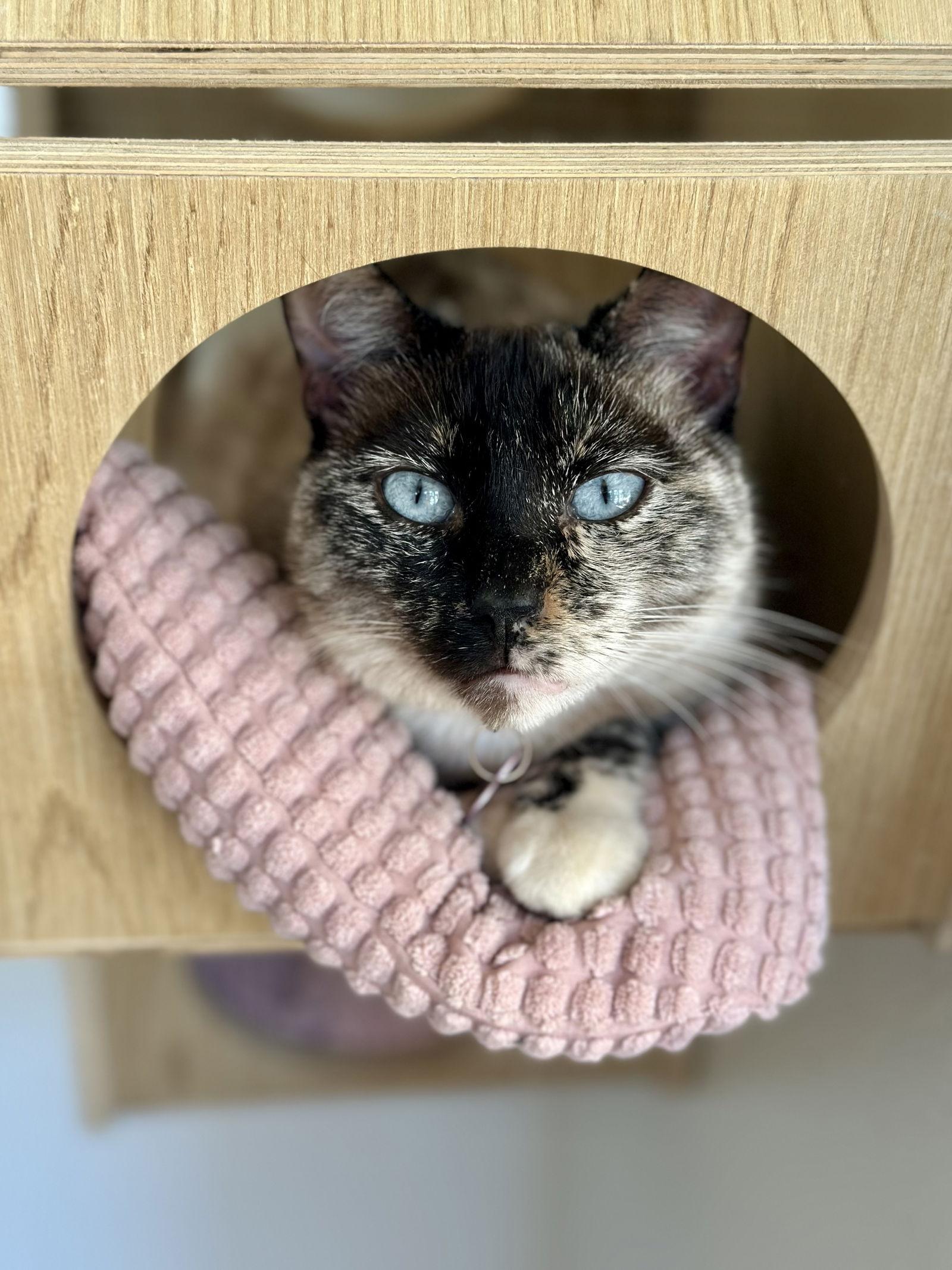 Enlarge Pixie, a Adoptable mixed breed in Long Beach, CA image 3/3