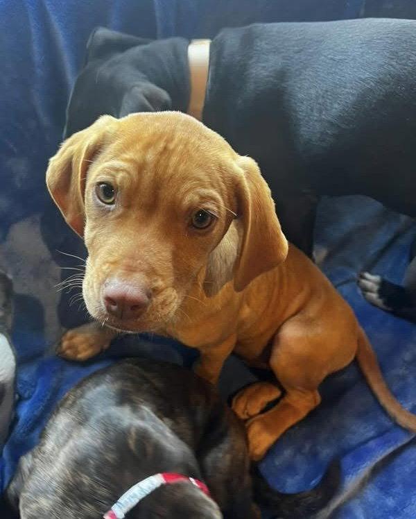 Enlarge Author Calligrace *LOCAL*, a Adopted mixed breed in Wakefield, RI image 1/3