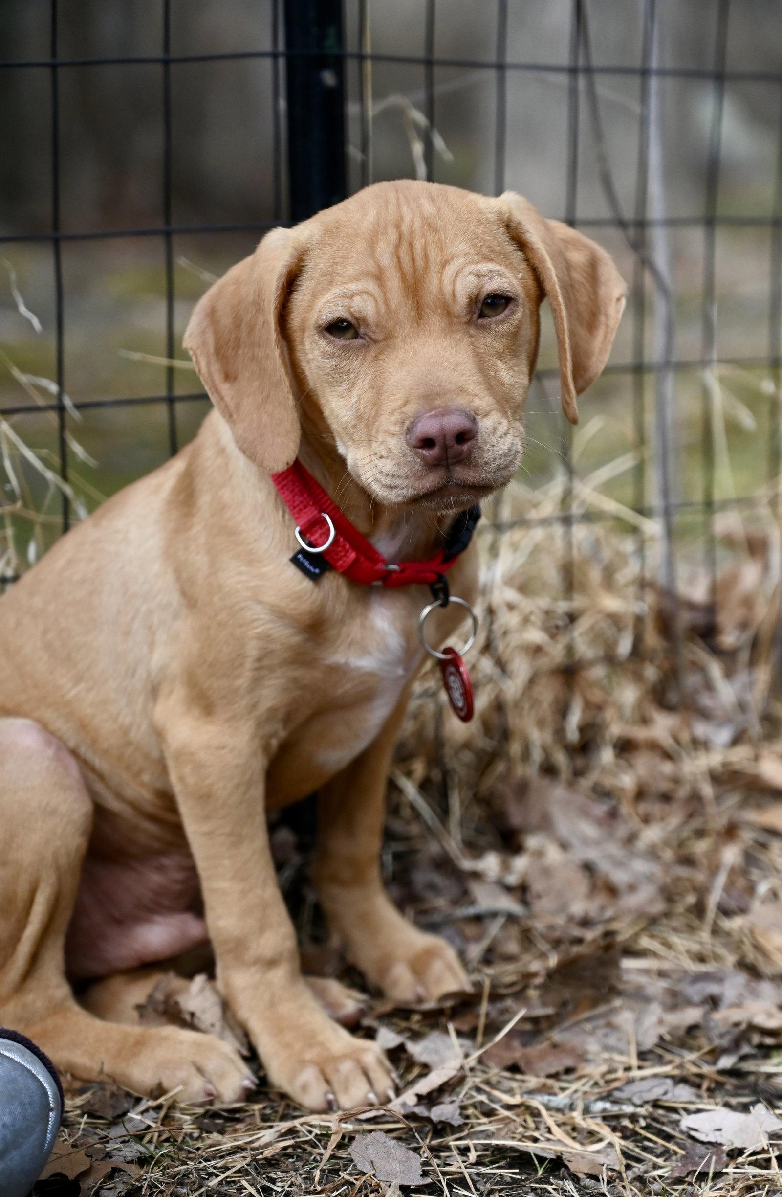 Enlarge Author Calligrace *LOCAL*, a Adopted mixed breed in Wakefield, RI image 2/3