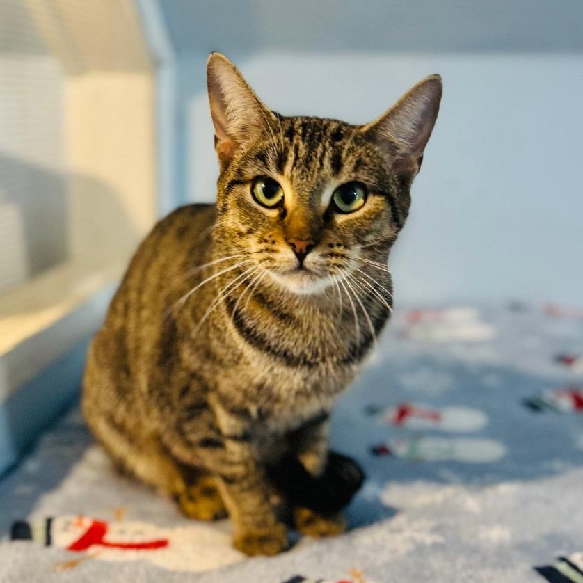 Esme, Adoptable, Adult Female Domestic Short Hair.