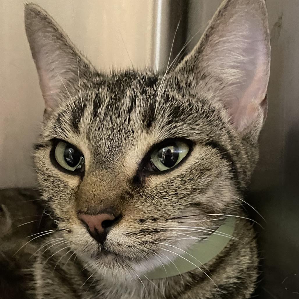 Enlarge Esme, a Adoptable Domestic Short Hair in Brownsboro, AL image 2/4