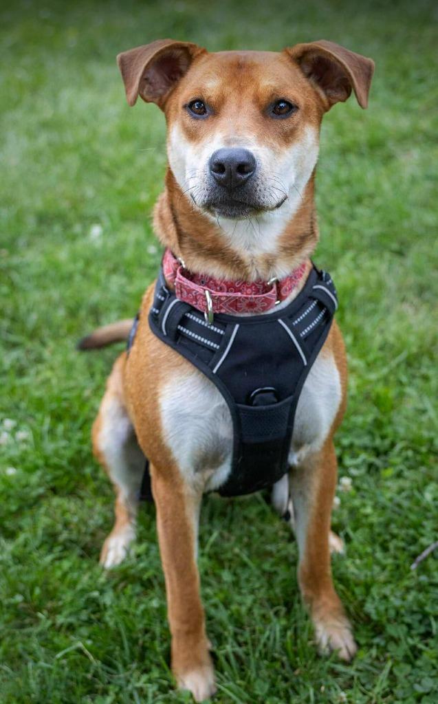 Ranger, a Adoptable mixed breed in Savage, MN image 3/6