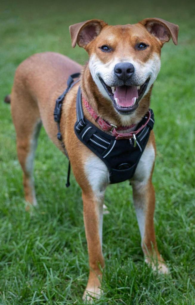 Ranger, a Adoptable mixed breed in Savage, MN image 4/6