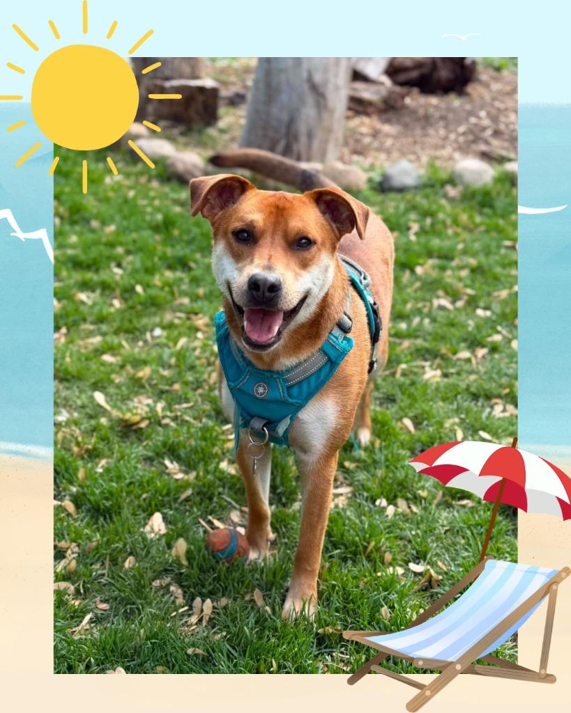 Ranger - Summer Lovin' Promo, a Adoptable mixed breed in Savage, MN image 6/6