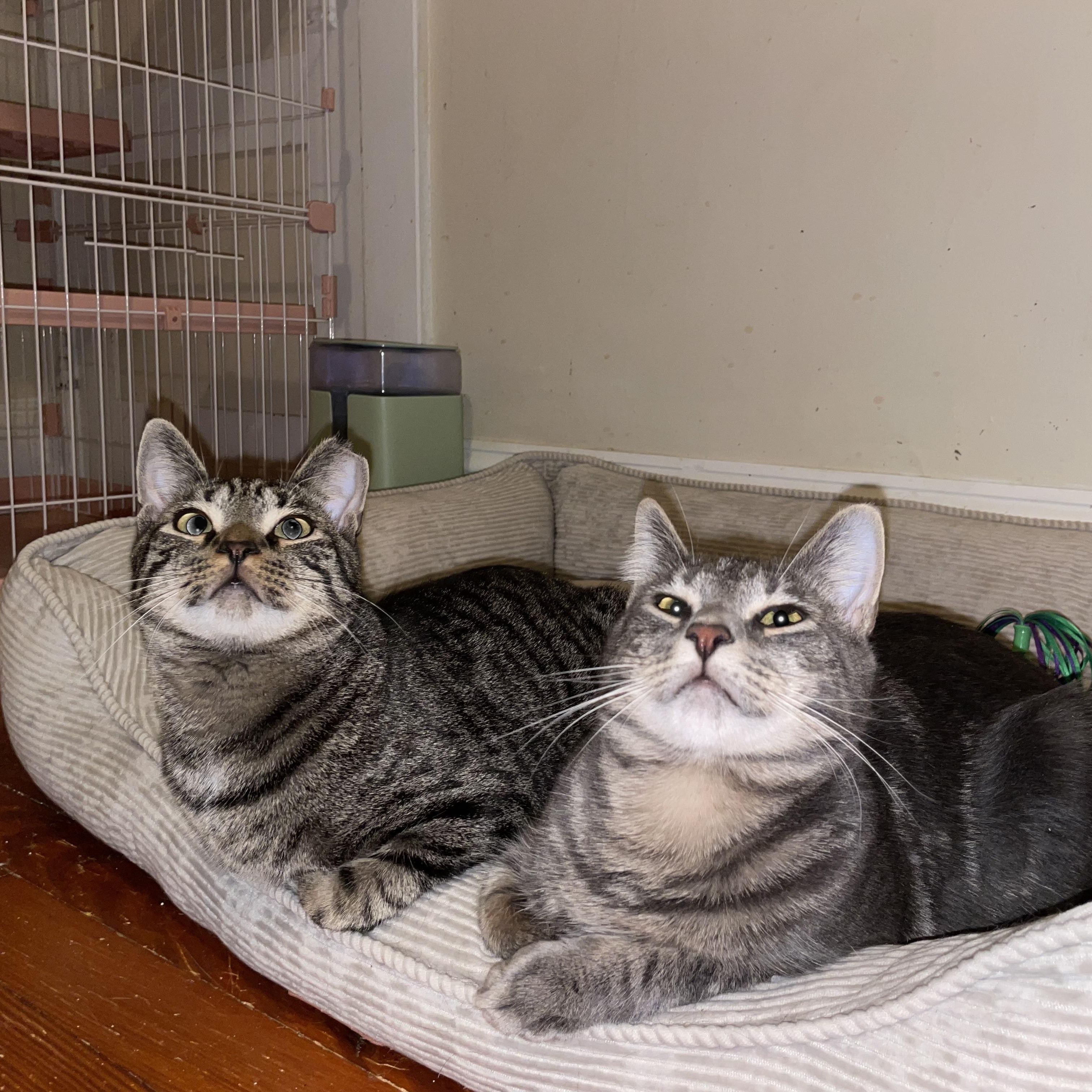 Bonded Brothers Mitch & Howl, a Adoptable American Shorthair in Staten Island , NY image 4/6