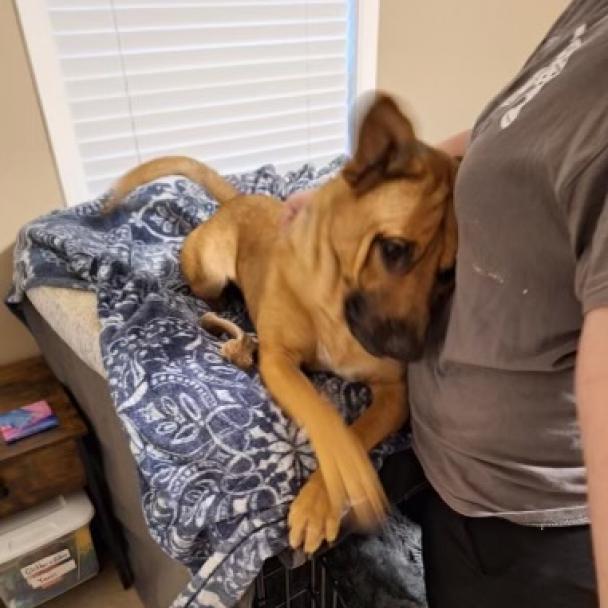 Zeus, Adoptable, Adult Male Shepherd & Boxer.