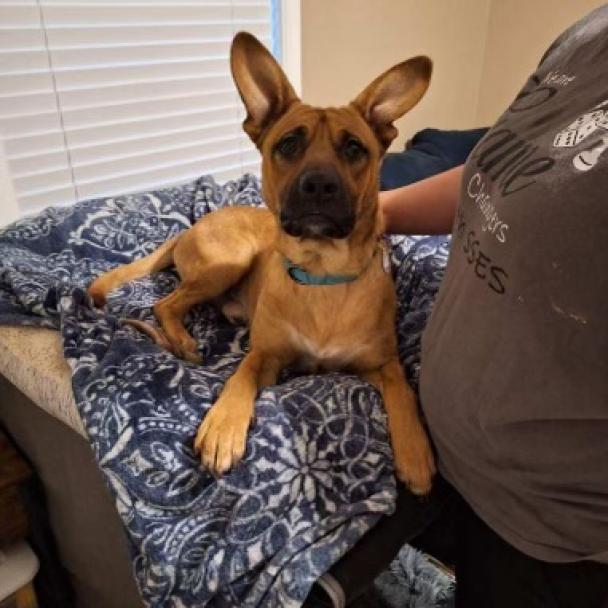 Enlarge Zeus, a Adoptable mixed breed in Opelika, AL image 2/6