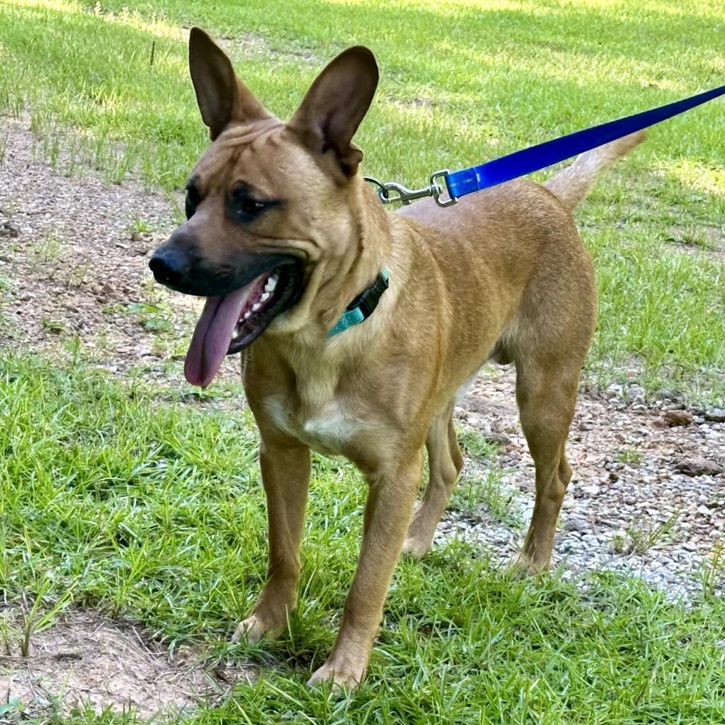 Enlarge Zeus, a Adoptable mixed breed in Opelika, AL image 3/6
