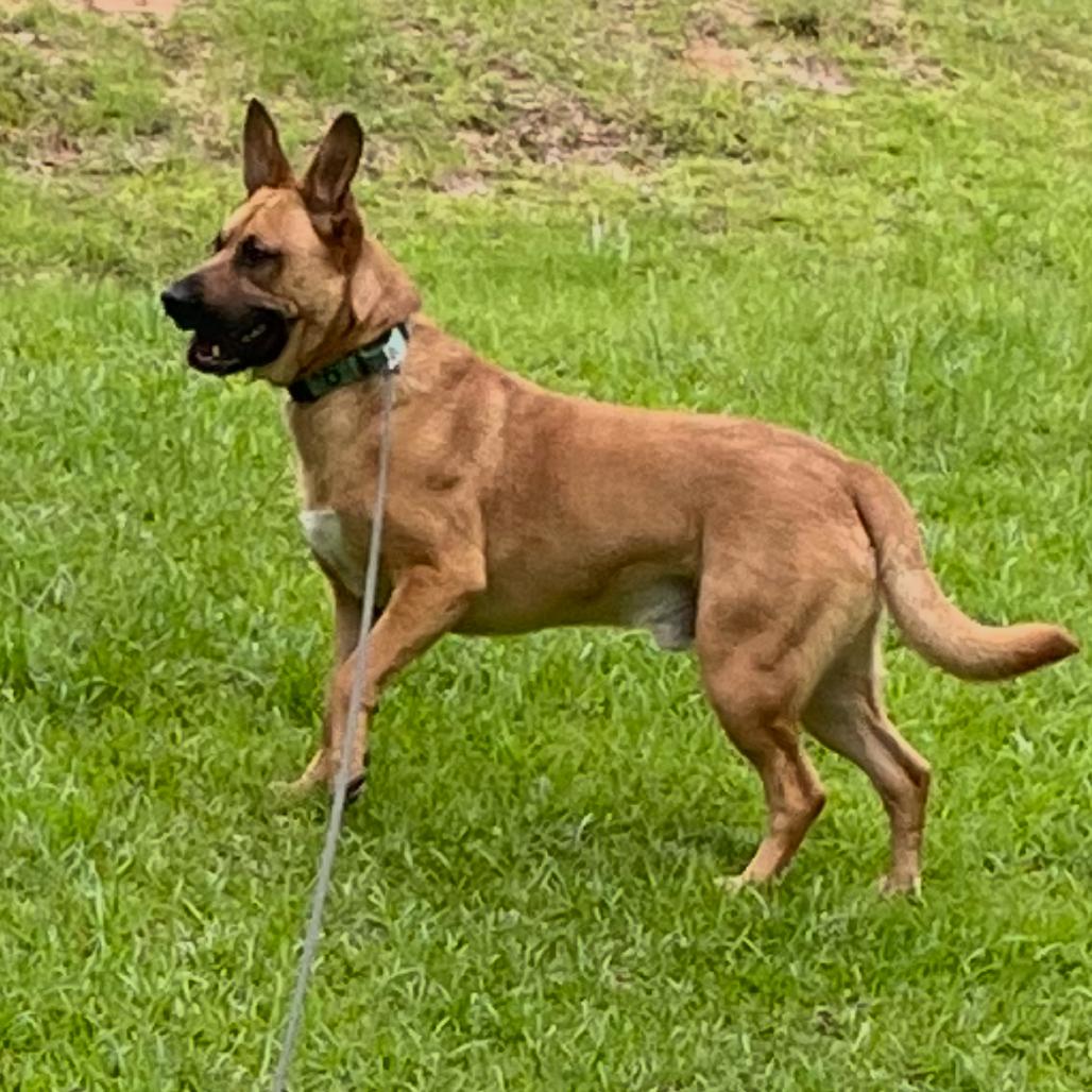 Enlarge Zeus, a Adoptable mixed breed in Opelika, AL image 4/6