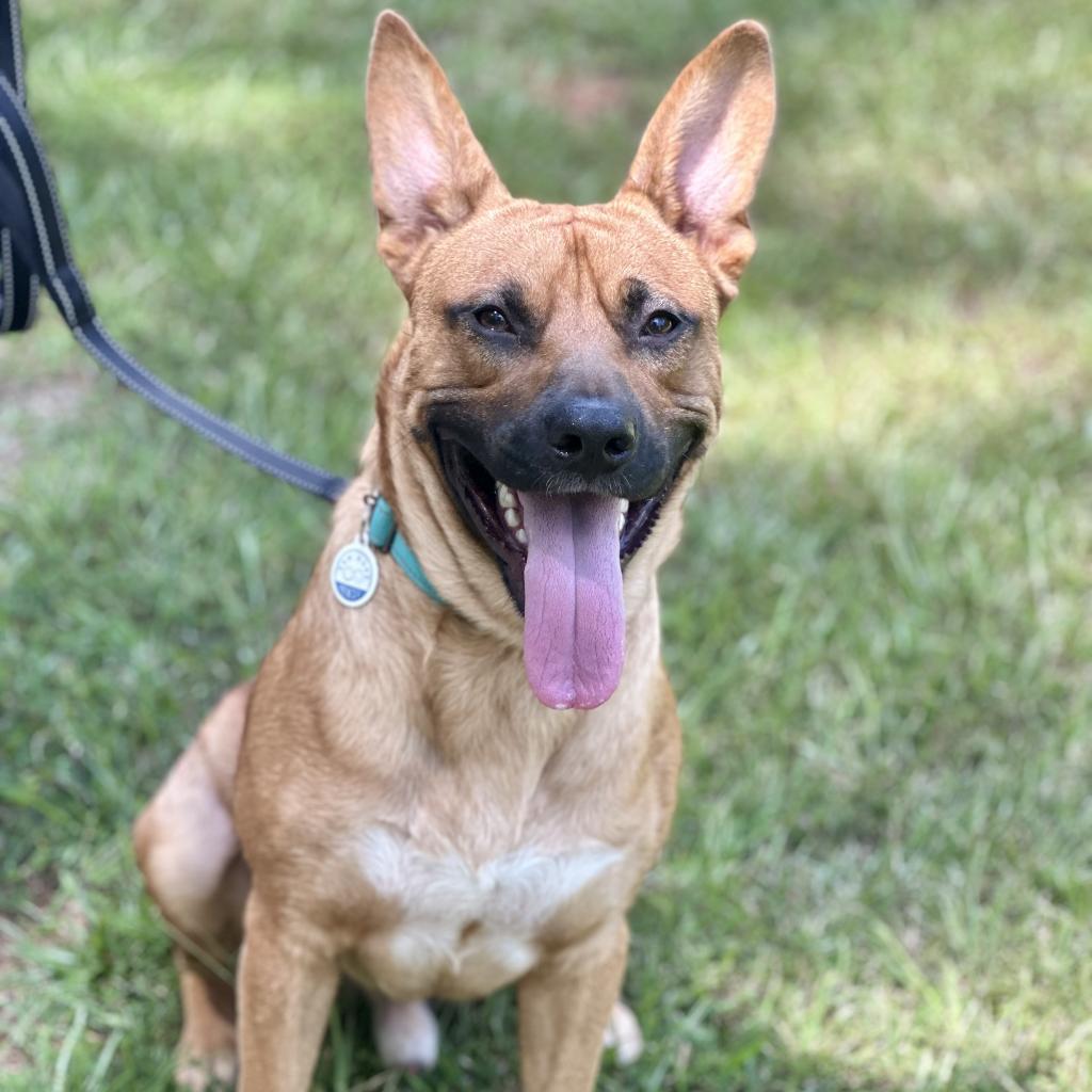 Enlarge Zeus, a Adoptable mixed breed in Opelika, AL image 5/6