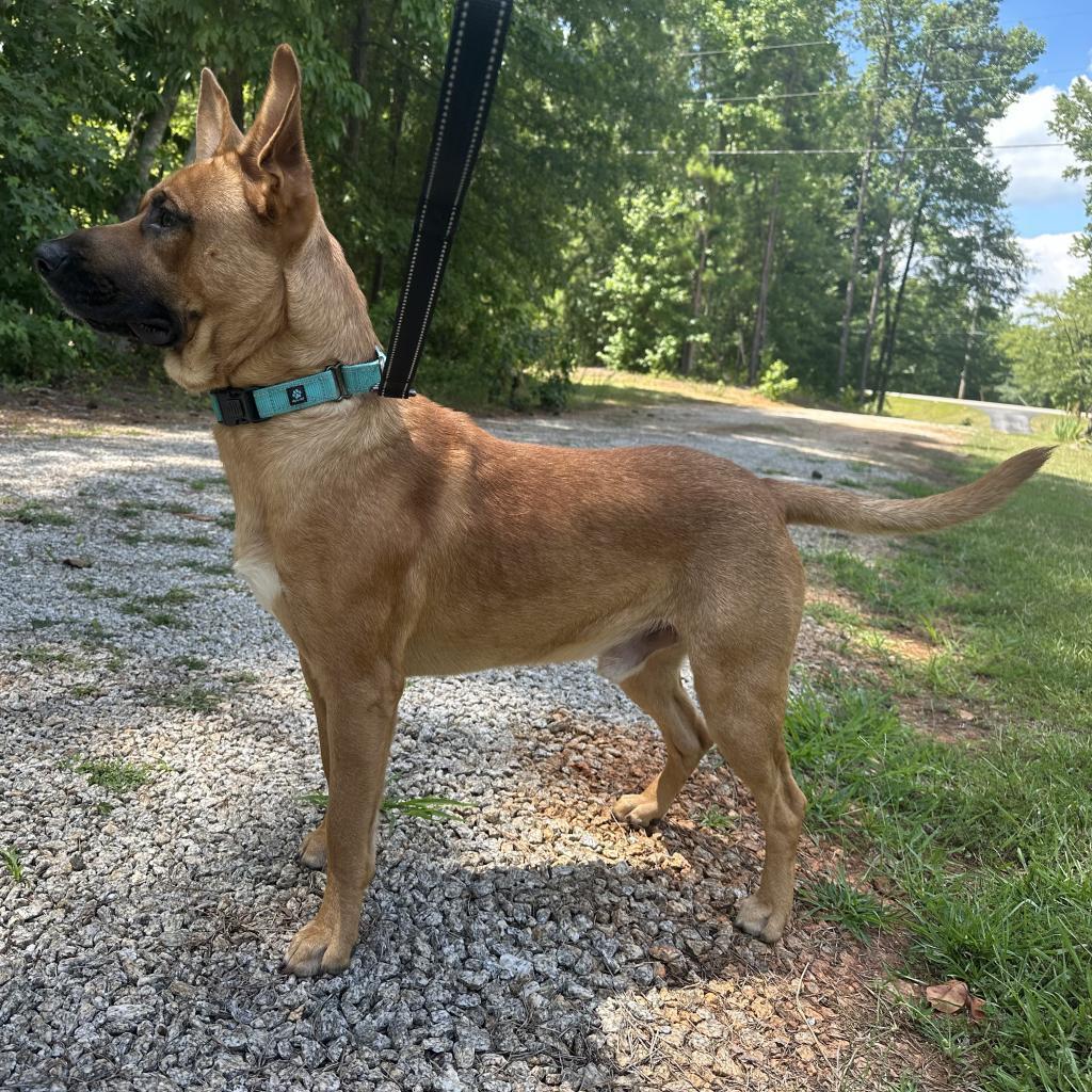 Enlarge Zeus, a Adoptable mixed breed in Opelika, AL image 6/6