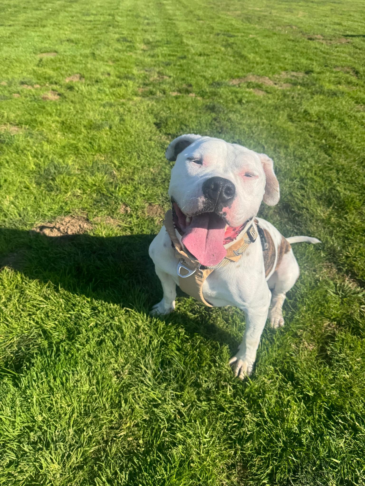 Enlarge Austin, a Adoptable Pit Bull Terrier in Sacramento, CA image 5/6