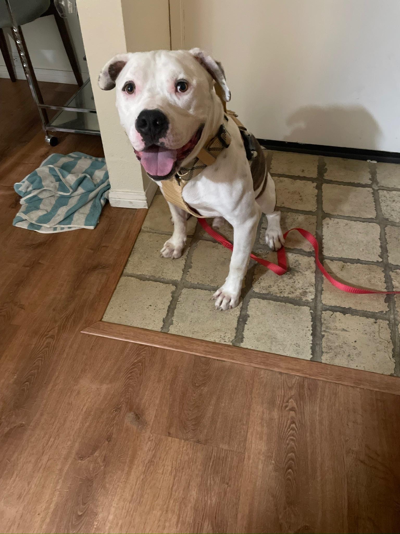 Enlarge Austin, a Adoptable Pit Bull Terrier in Sacramento, CA image 2/6
