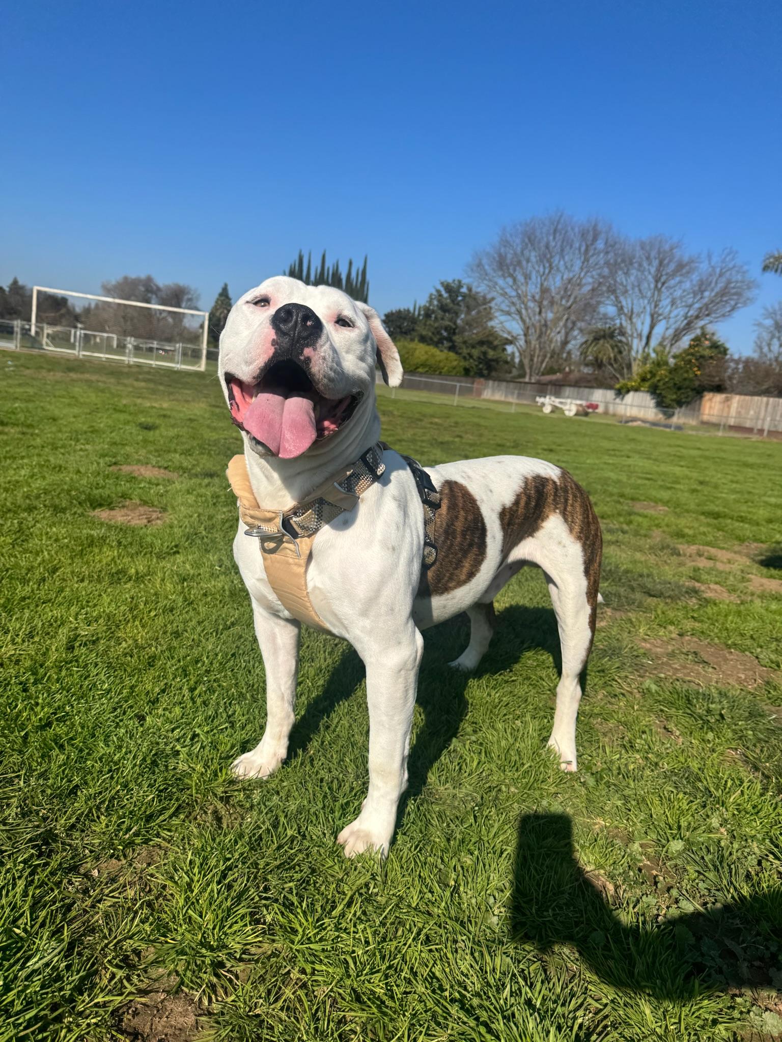 Enlarge Austin, a Adoptable Pit Bull Terrier in Sacramento, CA image 1/6