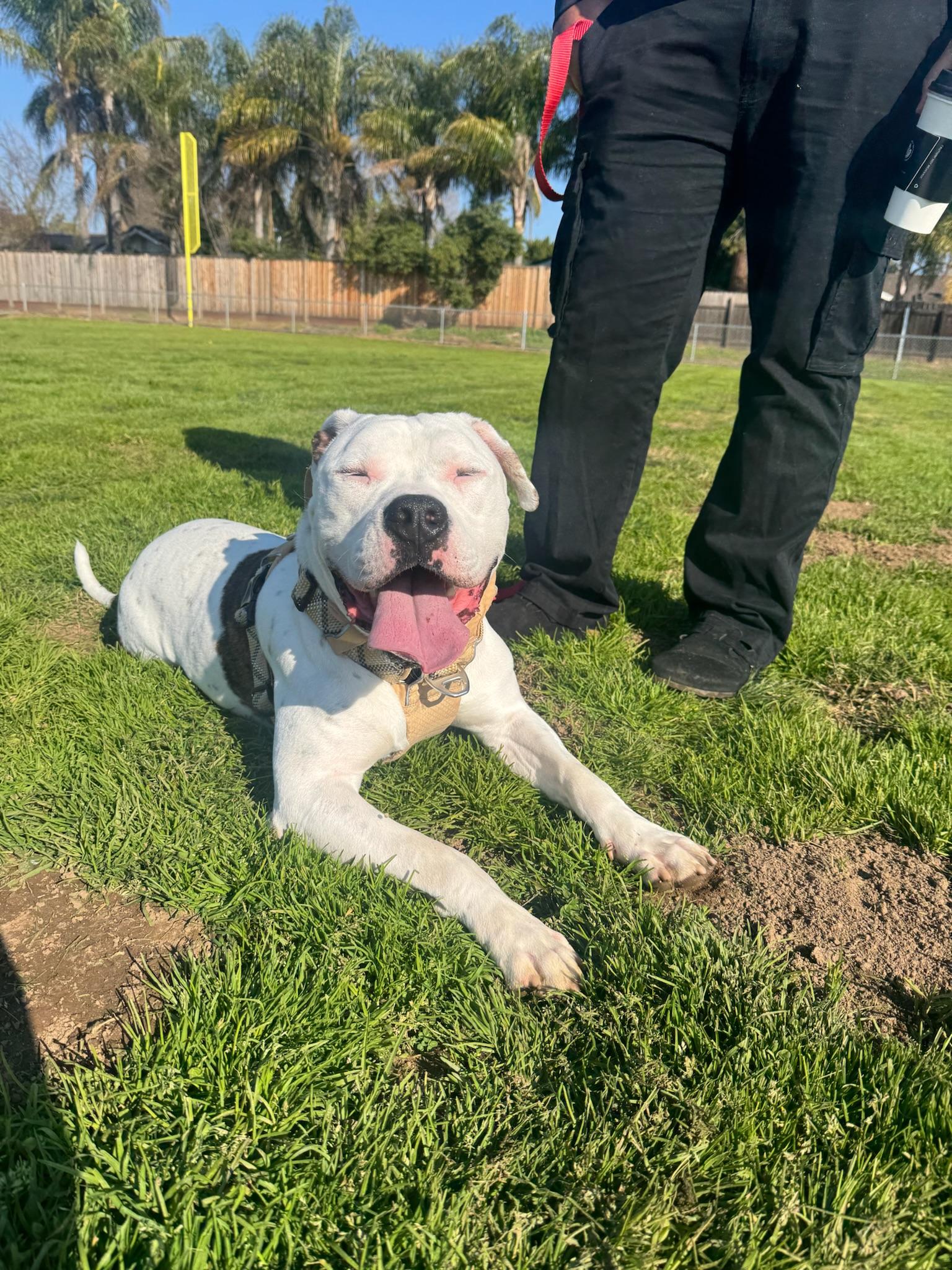 Enlarge Austin, a Adoptable Pit Bull Terrier in Sacramento, CA image 4/6
