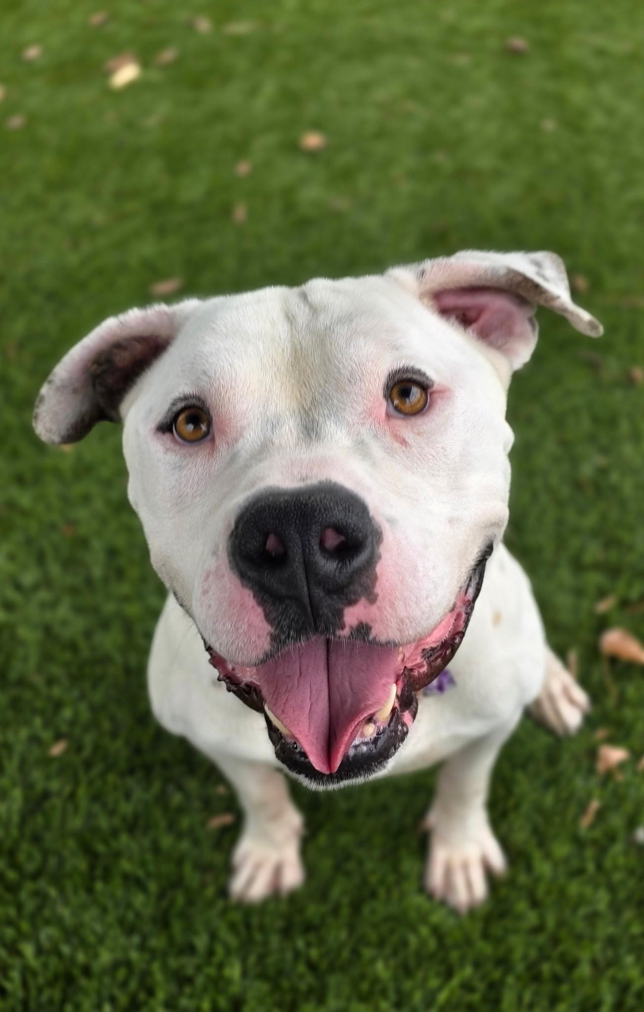 Enlarge Austin, a Adoptable Pit Bull Terrier in Sacramento, CA image 6/6