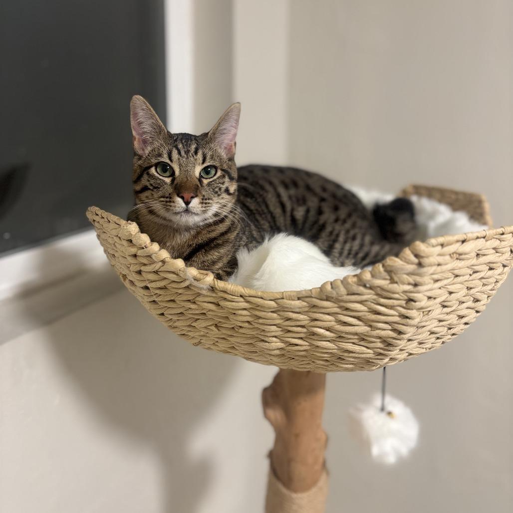 Enlarge McGriddle, a Adoptable American Bobtail in Salt Lake City, UT image 1/5