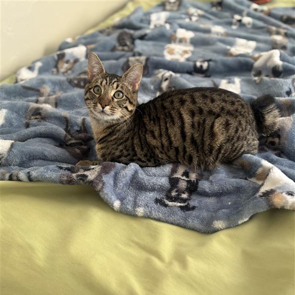 Enlarge McGriddle, a Adoptable American Bobtail in Salt Lake City, UT image 2/5