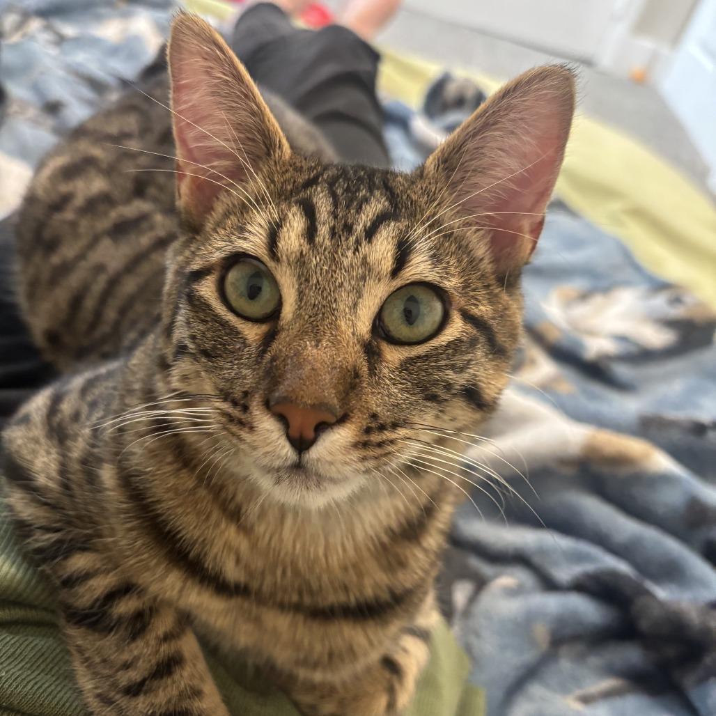 Enlarge McGriddle, a Adoptable American Bobtail in Salt Lake City, UT image 4/5