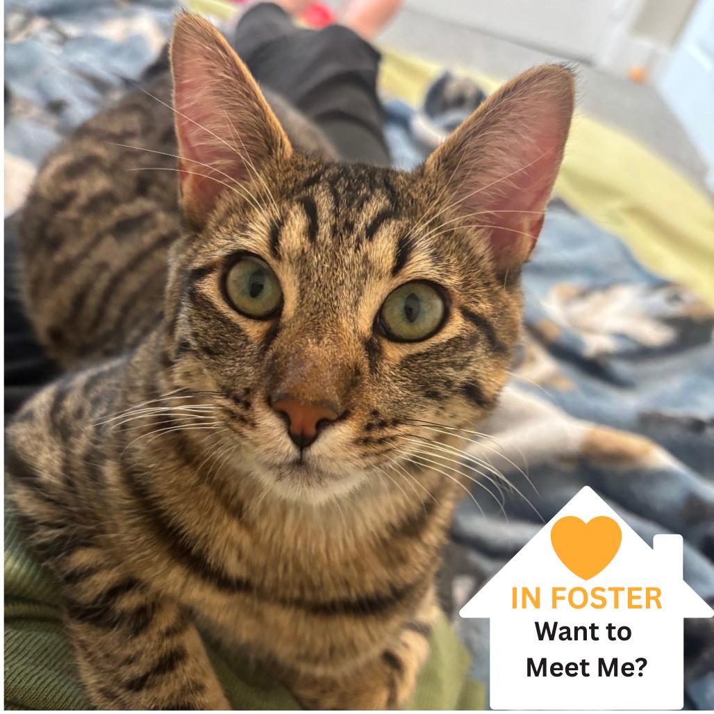 Enlarge McGriddle, a Adoptable American Bobtail in Salt Lake City, UT image 5/5