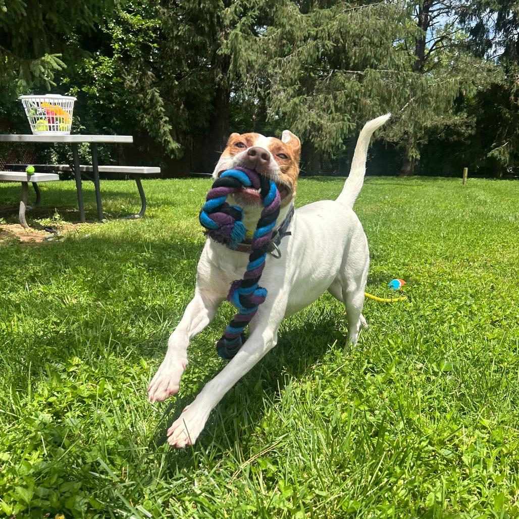 Tamera, Adoptable, Adult Female Terrier & Mixed Breed.