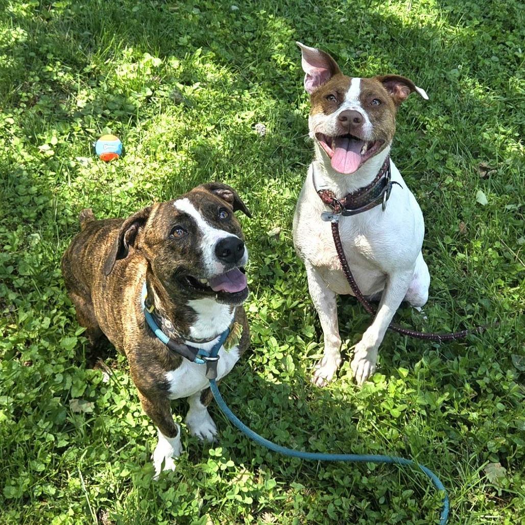 Tamera, a Adoptable mixed breed in Louisville, KY image 2/6