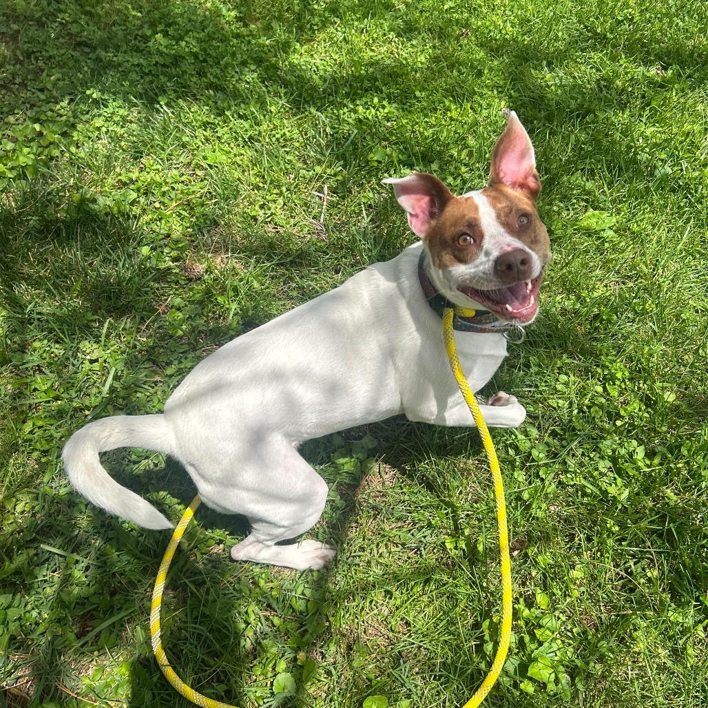 Tamera, a Adoptable mixed breed in Louisville, KY image 3/6