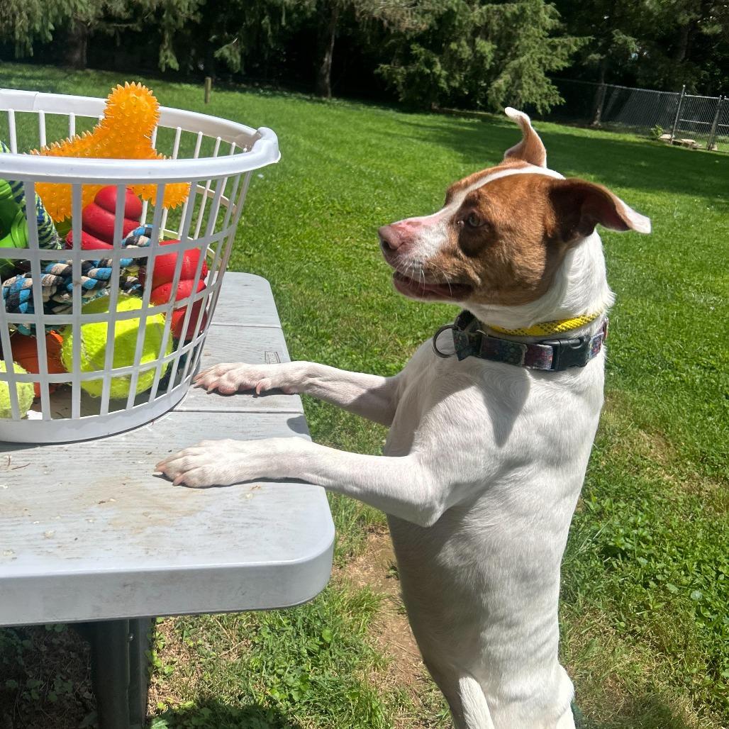 Tamera, a Adoptable mixed breed in Louisville, KY image 4/6
