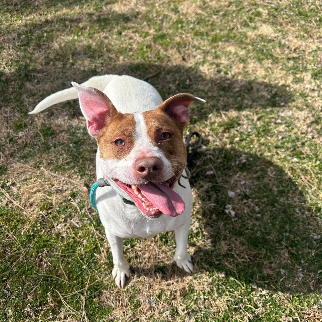 Tamera, a Adoptable mixed breed in Louisville, KY image 5/6