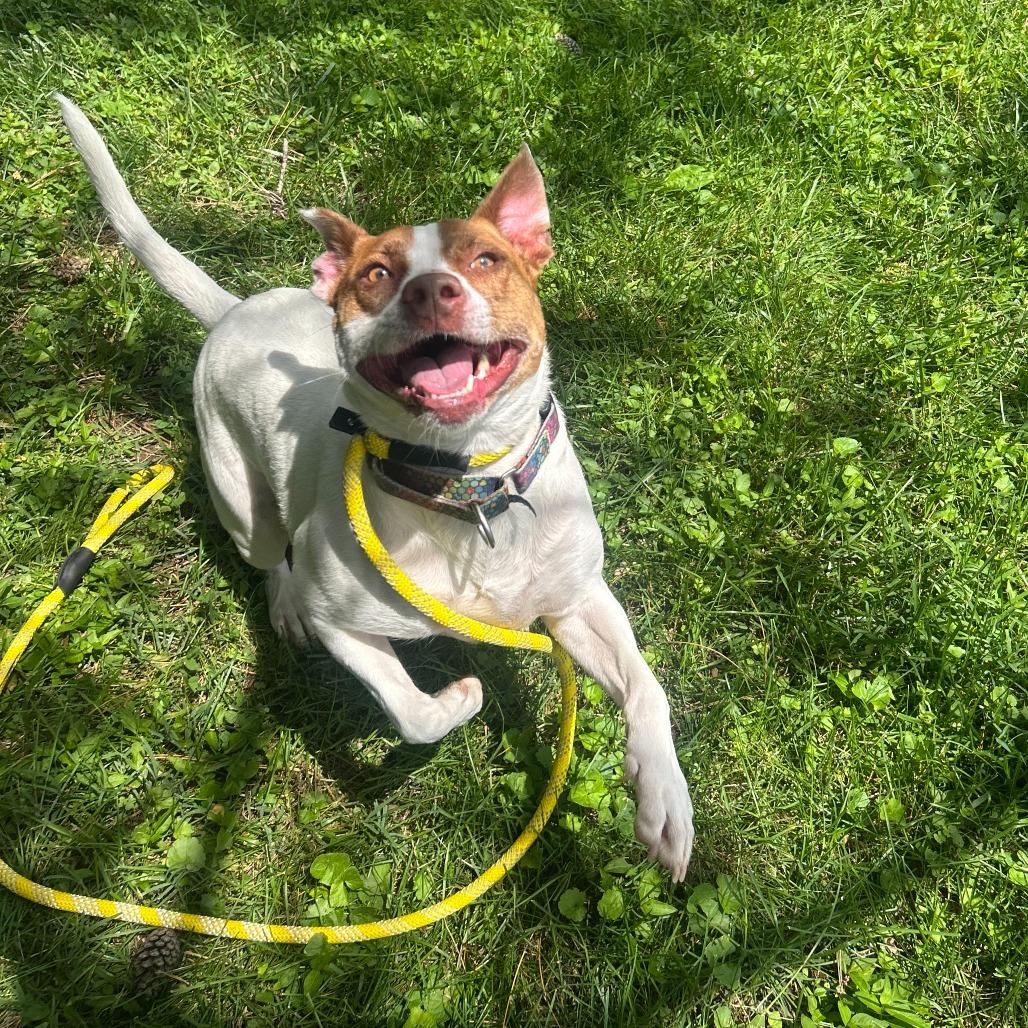 Tamera, a Adoptable mixed breed in Louisville, KY image 6/6