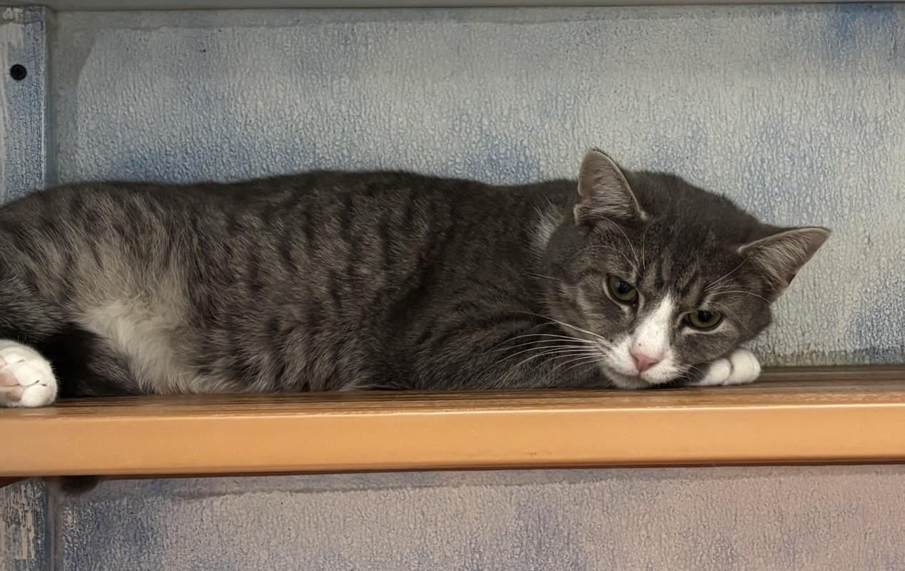 Lars Ulrich, ADOPTABLE, Adult Male Domestic Short Hair.