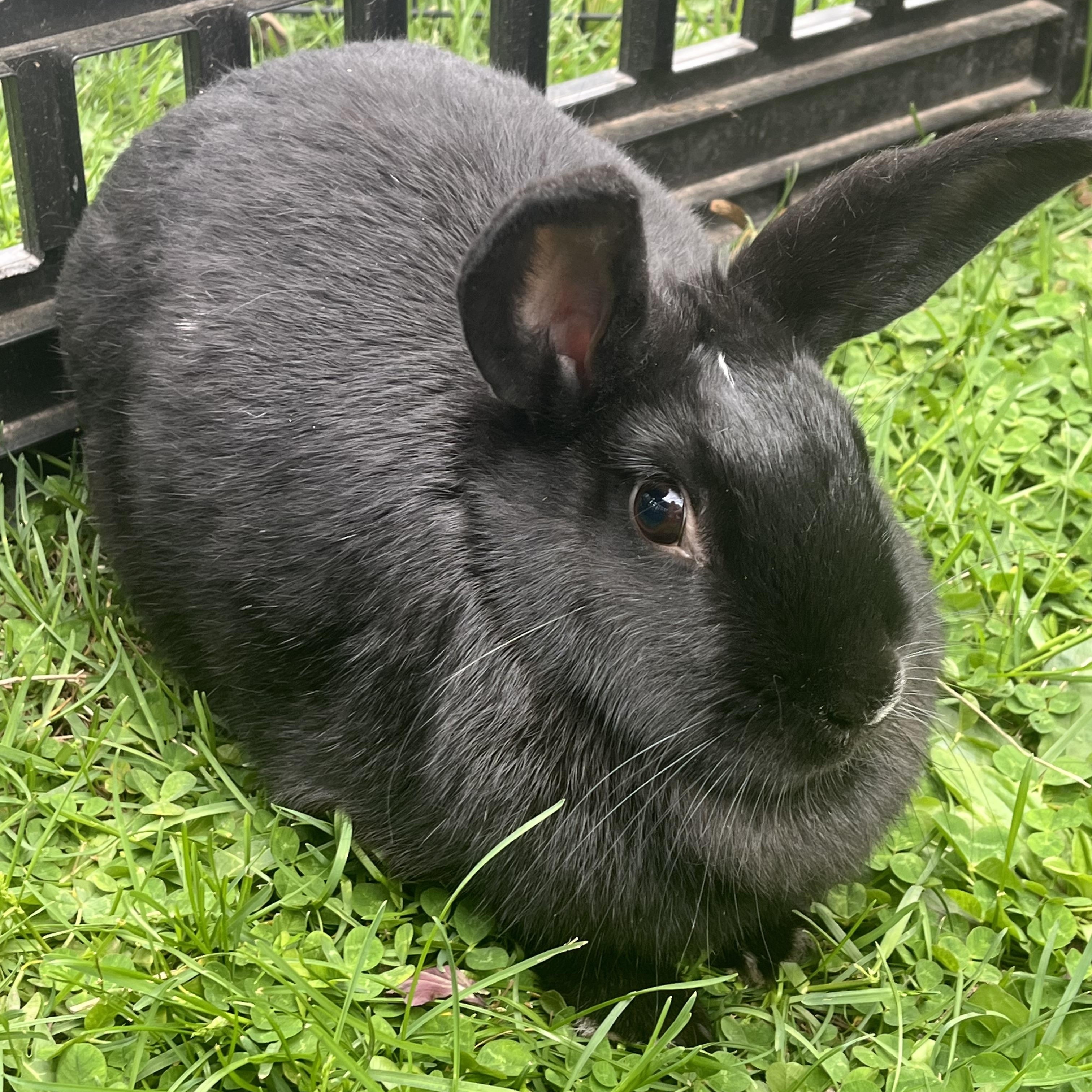 Rizzo, adoptable, Baby Female American & Mini Lop.