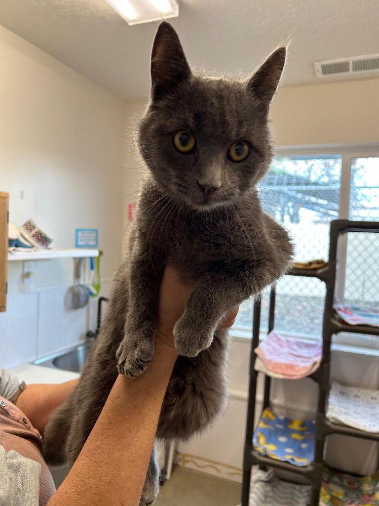 Abraham, Adoptable, Adult Male Domestic Short Hair.