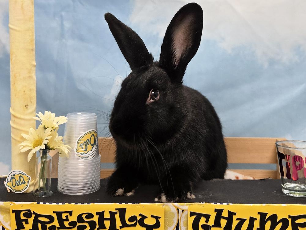 Lasagna, Adoptable, Young Male Bunny Rabbit.