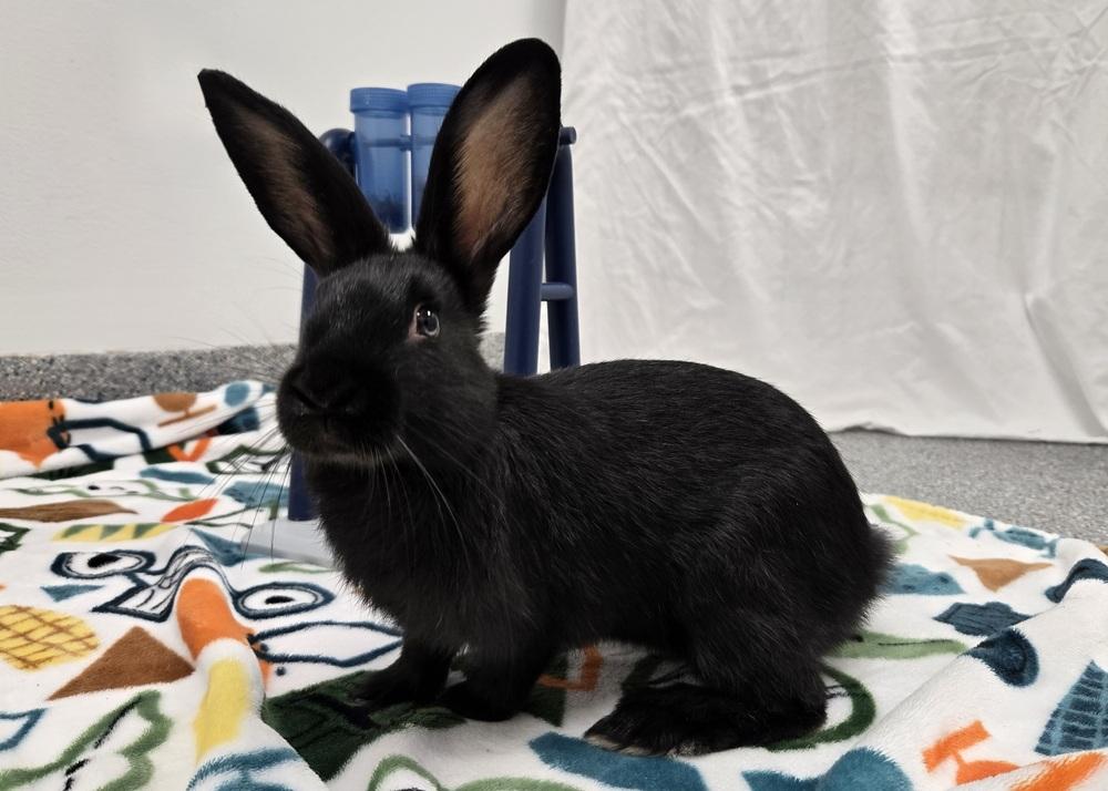 Lasagna, Adoptable, Young Male Bunny Rabbit.