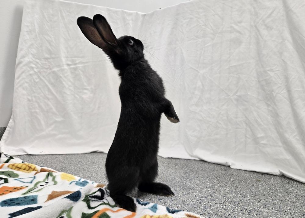 Enlarge Lasagna, a Adoptable Bunny Rabbit in Westford, MA image 2/6