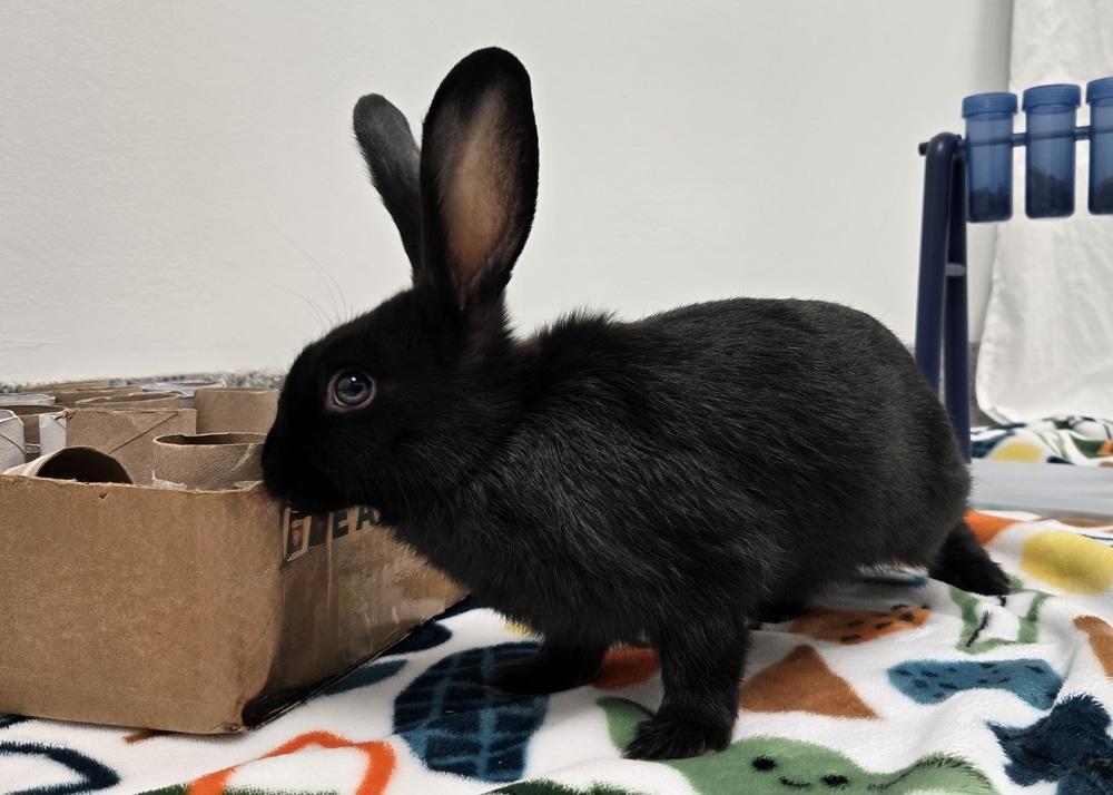 Lasagna, a Adoptable Bunny Rabbit in Westford, MA image 2/6