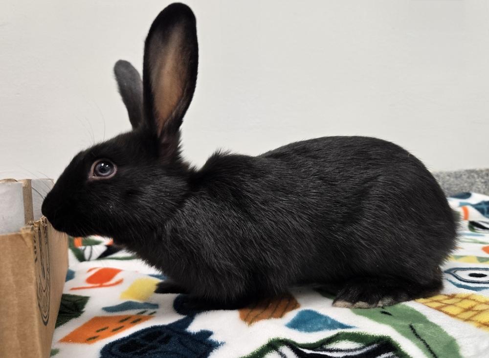 Enlarge Lasagna, a Adoptable Bunny Rabbit in Westford, MA image 3/6