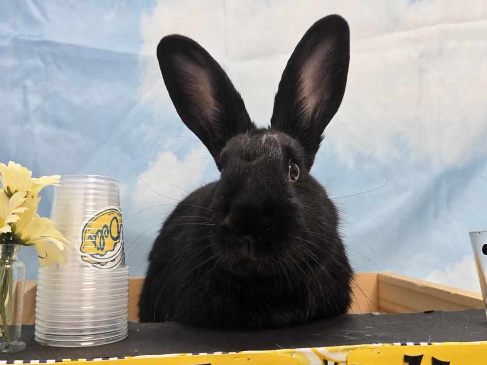 Lasagna, a Adoptable Bunny Rabbit in Westford, MA image 5/6